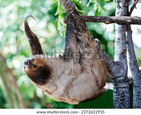 A closeup shot of a baby sloth with a brown head hanging upside down on the branch
