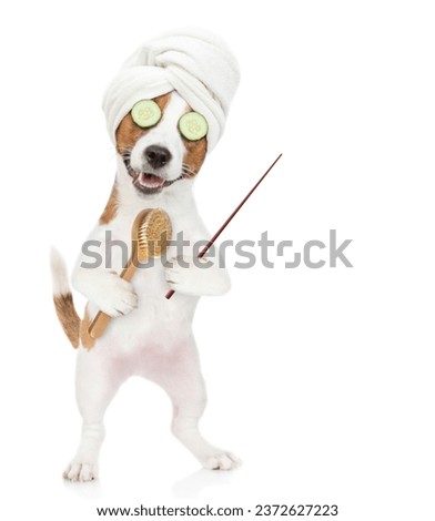 jack russell terrier puppy with towel on it head holds  bath brush and points away on empty space. isolated on white background