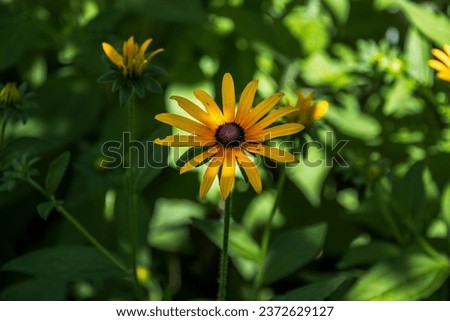 Yellow flowers on a blurry background. Large flowers of red-yellow rudbeckia. Rudbeckia with yellow flowers blooms in the garden in summer. Rudbeckia flowers. Selective focus.
