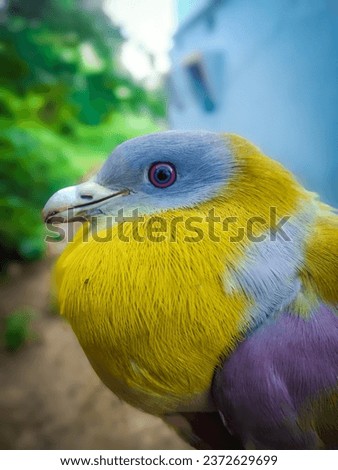 beautyfull bird fo senery ohoto is natural picture