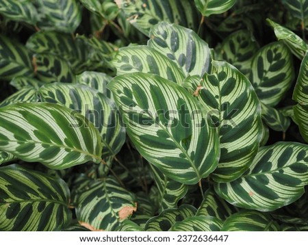 Calathea makoyana, peacock plant is an ornamental foliage plant with beautiful patterns on the leaves. Dark streaks on the green leaves and the undersides of the leaves are reddish-green or purple. 