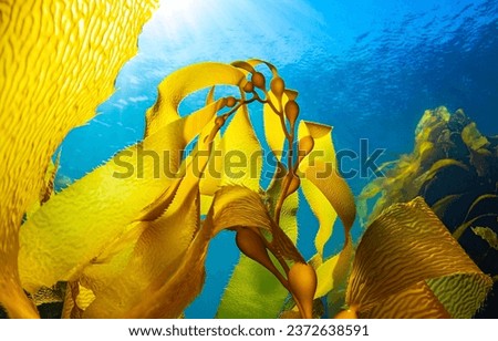 Yellow sea grass of the underwater world. Sea grass underwater. Underwater sea grass. Yellow sea grass underwater Royalty-Free Stock Photo #2372638591