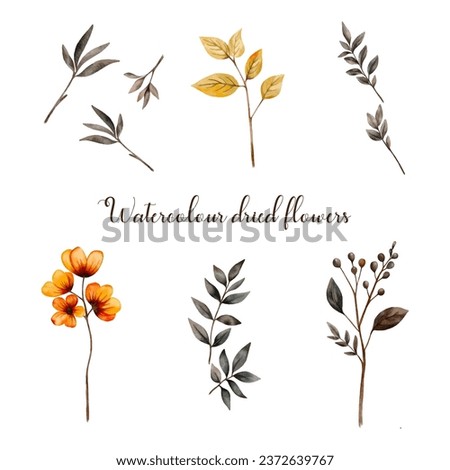 Dried flowers set, autumn botanical decorative elements, flower clip art
