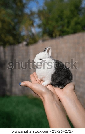 Netherland dwarf rabbit palm-sized sits on a woman's hand on a sunny day before Easter