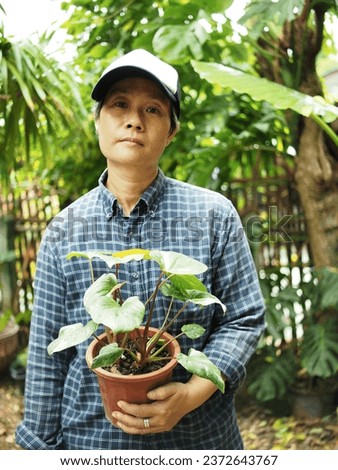 gardener and homalomena variegated in house pot and green garden checking plant and screen pot 