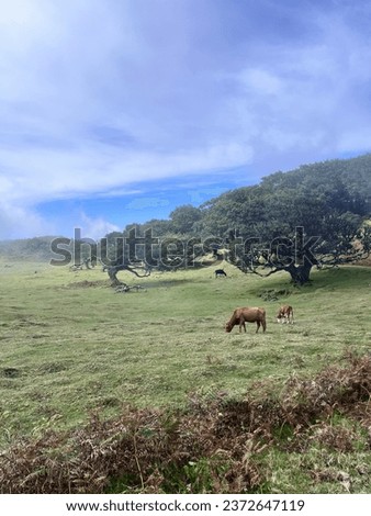 Most famous tourist destination Fanal on the island of Madeira, Portugal. Discovering European nature. Cows in the wild.
