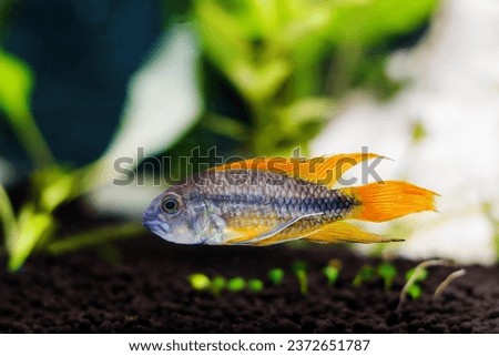 Cockatoo dwarf cichlid fish - Apistogramma cacatuoides Royalty-Free Stock Photo #2372651787