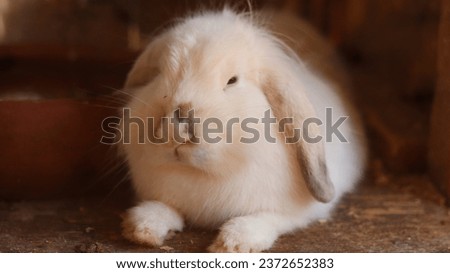 Fluffy and fluffy white rabbit - Furball Bunny