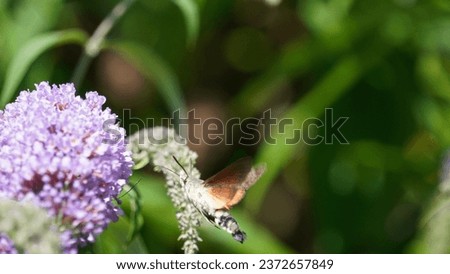 Encountering Hummingbird Hawk-Moth (Macroglossum stellatarum): Nature's tiny aviator, summer season