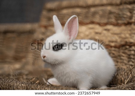 White hotot rabbit with eyes with rim palm-sized sits on a wicker basket on a sunny day before Easter