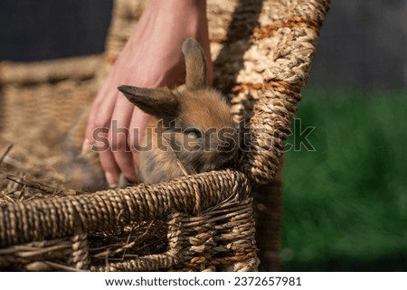 Dwarf Angora rabbit palm-sized sits on a wicker basket on a sunny day before Easter and woman's hand strokes him Royalty-Free Stock Photo #2372657981