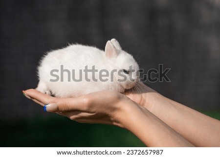 Mini white rabbit Hermelin, Polish, ermine palm-sized sits oon a woman's hand on a sunny day before Easter