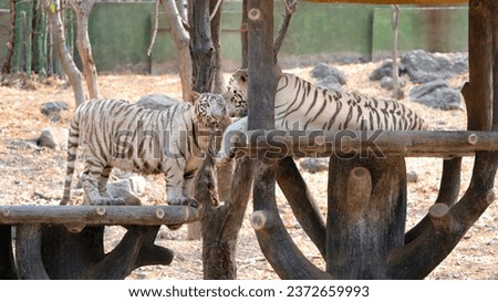 white tiger in zoo,baby tiger rilaxing in nature atmoshphere