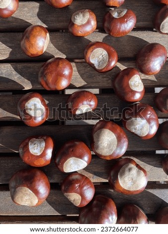 Chestnuts lie in the sunlight