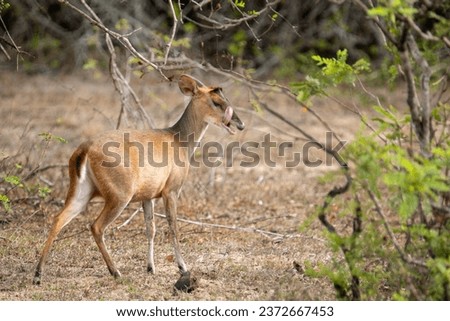 A picture of a Barking Deer, also known as Welli Muwa