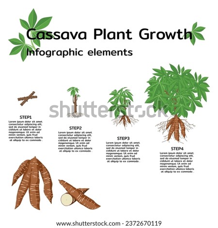 Cassava plant growth stages infographic elements. Cassava plant growth cycle illustration on white background.  Royalty-Free Stock Photo #2372670119