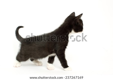 Cute Black and white kitten looking away from camera curiously. 