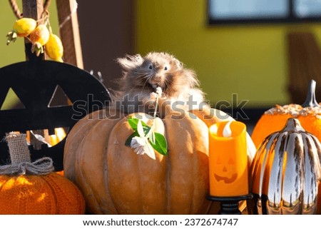 A funny shaggy fluffy hamster sits on a pumpkin and chews a leaf in a Halloween decor among garlands, lanterns, candles. Harvest Festival