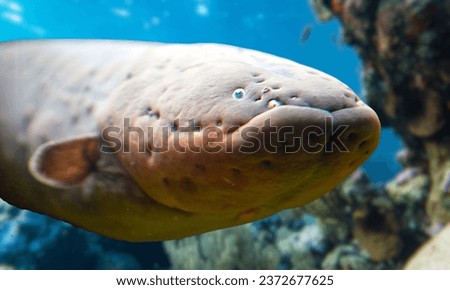 The electric eels are a genus, Electrophorus, of neotropical freshwater fish from South America in the family Gymnotidae. delivering shocks at up to 860 volts. Royalty-Free Stock Photo #2372677625