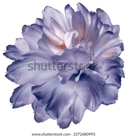 Tulip   purple  flower  on white   isolated background with clipping path. Closeup. For design. Nature.