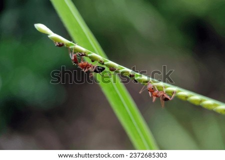 Upside down Red ants (Fire ant, Anoplolepis gracilipes) on Guinea Grass (Megathyrsus maximus) seeds with copy space - Macro view