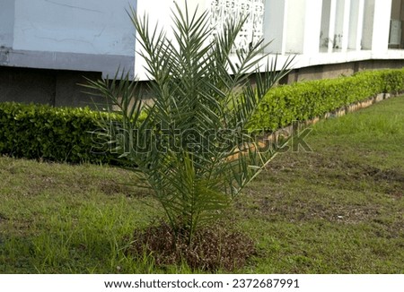 Small date palm trees have just been planted around the mosque