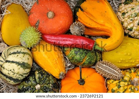 Collection of fresh healthy fruits and vegetables for Thanksgiving. Harvest of  Autumn. 