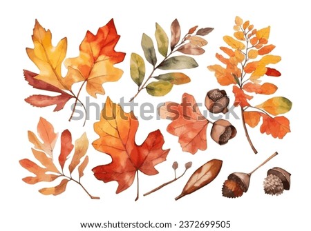 Autumn foliage watercolor collection set, fall leaves, maple leaf, acorns, berries, spruce branch. Forest design elements illustration Royalty-Free Stock Photo #2372699505