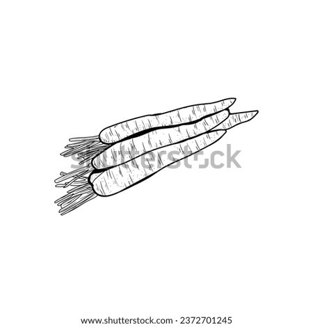 Ripe carrots on white background