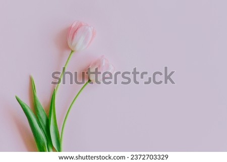 Two pink pastel tulip flowers on a pink background. Close-up. Place for text.