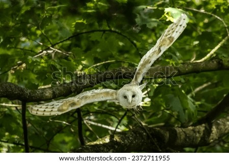 Yong barn owl taking flight in forest
