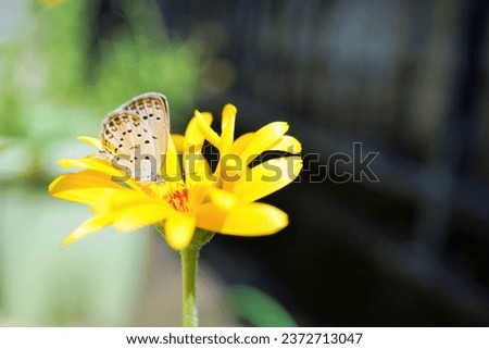 One small Japanese basket clams butterfly perching on an orange calendula flower outdoors.