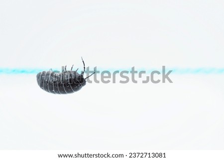 Close-up of woodlouse crossing upside down over light blue yarn on white background
