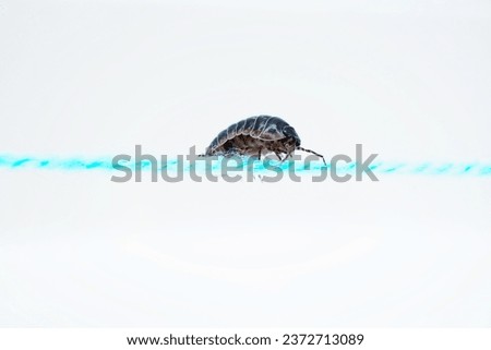 Close up of wood louse crossing over blue wool against white background