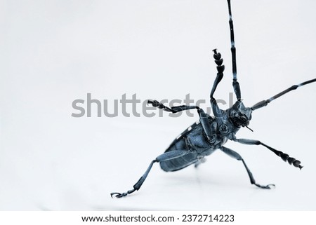 White-spotted longicorn in frontal pose with forelegs raised on white background