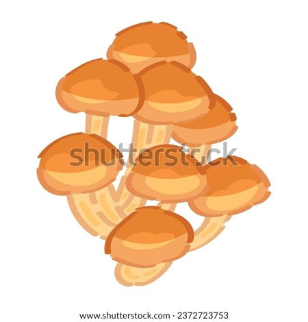 Armillaria mellea mushrooms on white background
