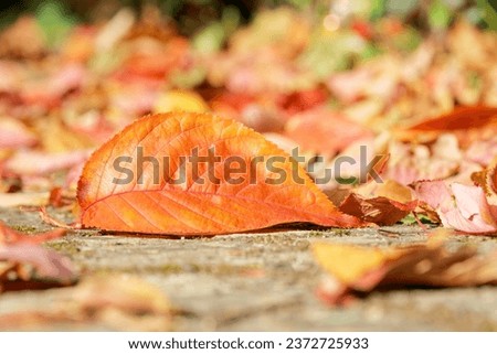Autumn season. Orange leaf close-up