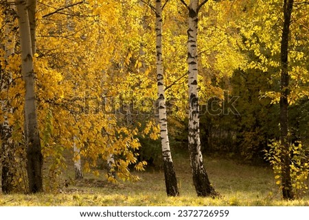 Yellow birches in the autumn park, brightly illuminated by the sun