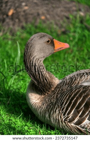 potrait of a toulouse goose - greylag goose. Side view close up white goose neck