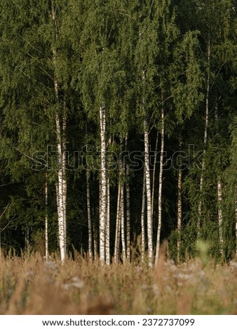 tree trunks in green summer forest with foliage and leaves on the ground