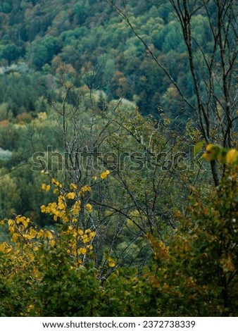 dark moodie autumn colored foliage abstracts in natural textures