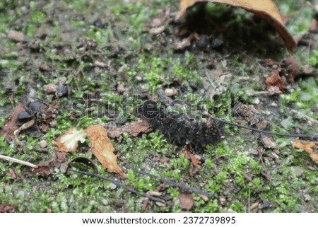 A fluffy caterpillar crawls on a mossy rock.