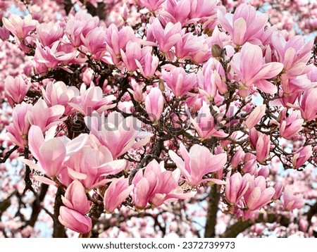 Magnolia flower in the garden, flower blooms, pink flower, magnolia festival, magnolia wallpaper, magnolia background