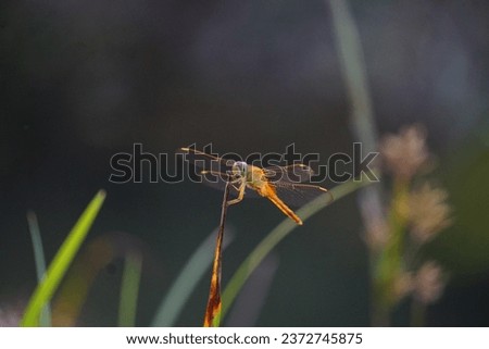 antala flavescens, the globe skimmer, globe wanderer or wandering glider, is a wide-ranging dragonfly of the family Libellulidae. This species and Pantala hymenaea, the "spot-winged glider", are the o