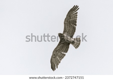 Short-toed snake eagle gliding in a overcast day