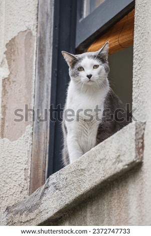 Domesticated Pet Cat comfortably perched on the window sill outside of an historic home in Savannah Georgia, USA, North America Royalty-Free Stock Photo #2372747733