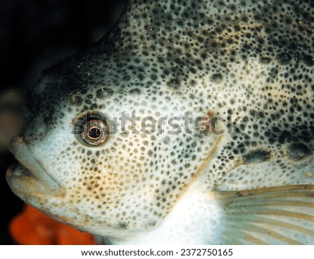close up of the face of a lump sucker fish Royalty-Free Stock Photo #2372750165