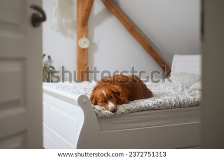 Sad dog waiting alone at home. Cute Nova Scotia Duck Tolling Retriever lying on bed in bedroom.
 Royalty-Free Stock Photo #2372751313