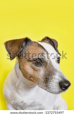 A hunting dog. Jack Russell terrier. Cute purebred dog on a yellow background. A greeting card.