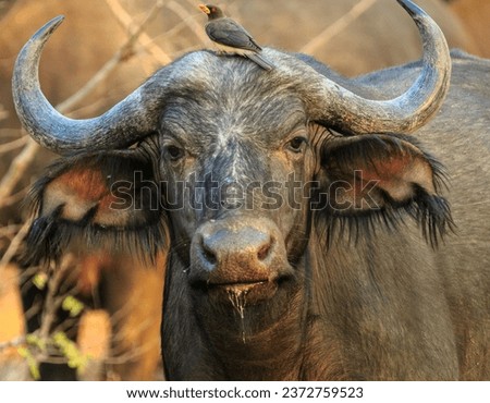 In the picture, a bird is sitting on top of a buffalo. The buffalo has a snout and stands on four legs
